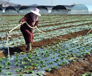 赴日本茨城技能實習生-種植業（男）